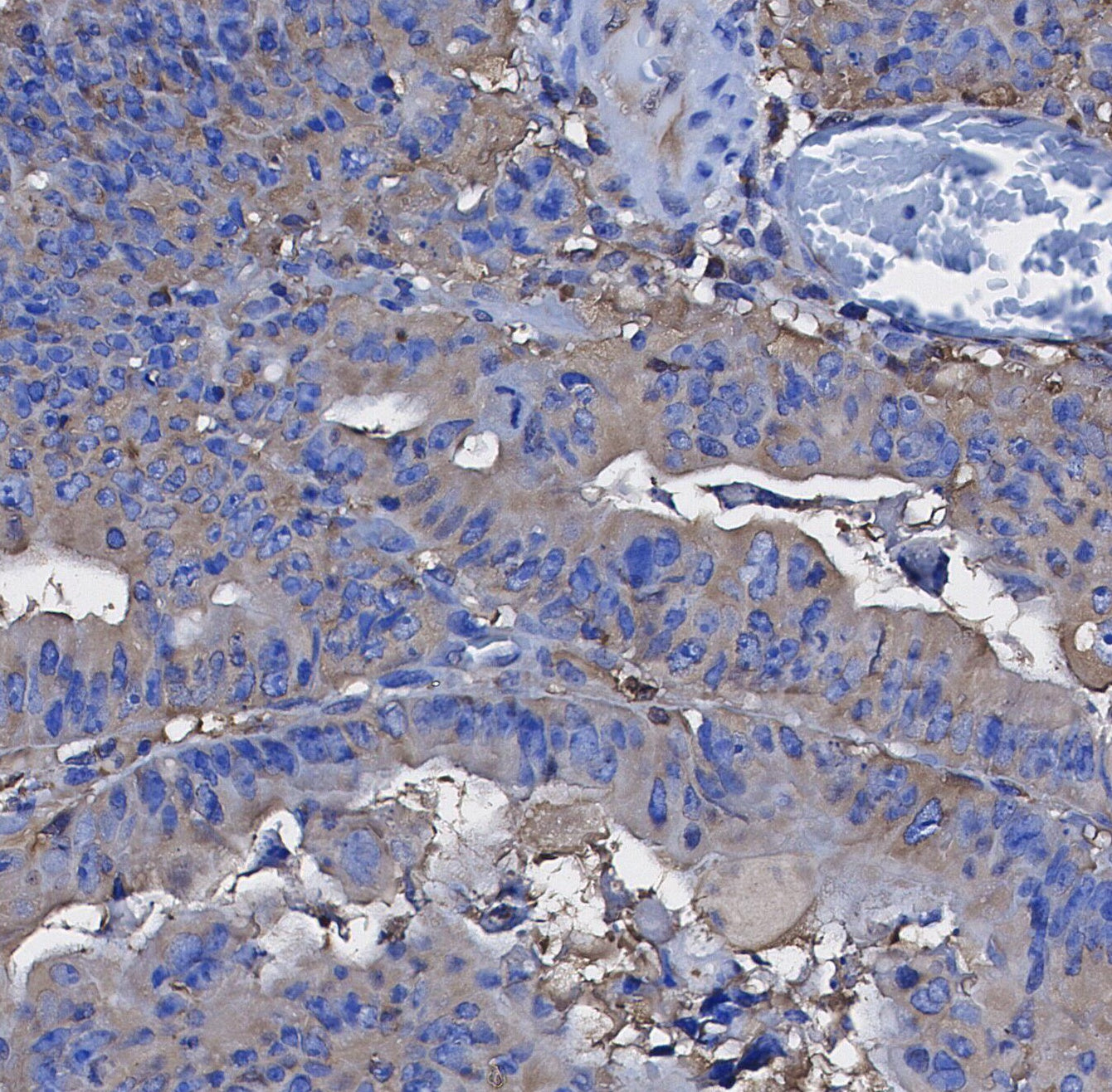 Hsp70 Antibody