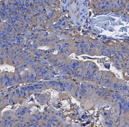 Hsp70 Antibody