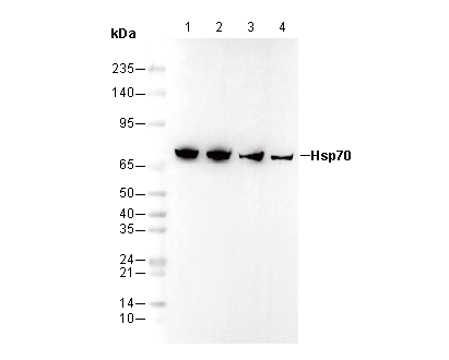 Hsp70 Antibody