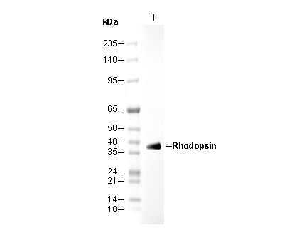 Rhodopsin Antibody
