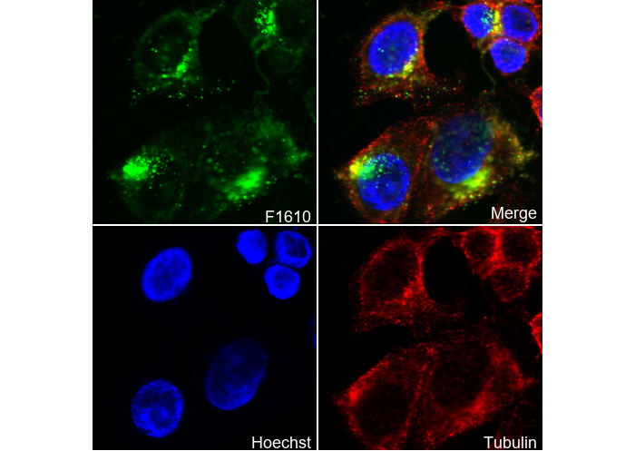 Cathepsin D Antibody