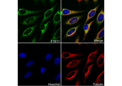 ATPB Antibody