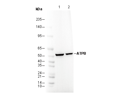 ATPB Antibody