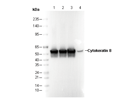 Cytokeratin 8 Antibody