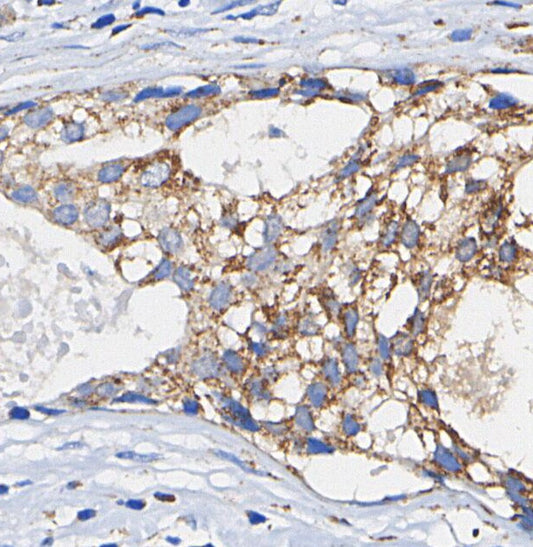 Myeloperoxidase Heavy Chain Antibody
