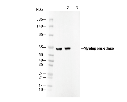 Myeloperoxidase Heavy Chain Antibody