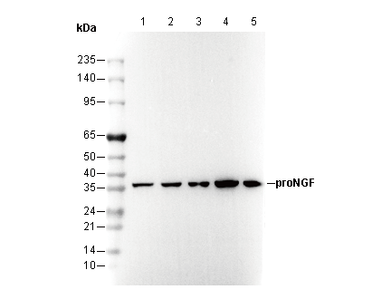pro NGF Antibody