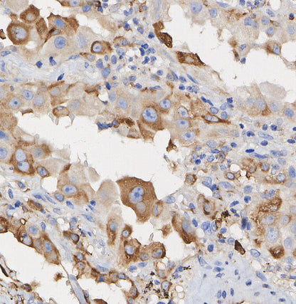 TGF β1 Antibody
