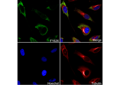 PGK1 Antibody