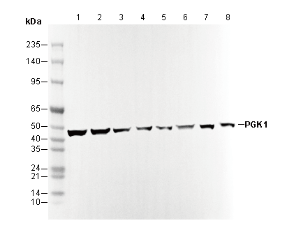 PGK1 Antibody