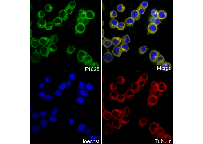MTCO1 Antibody