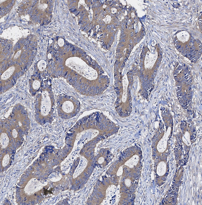MTCO1 Antibody