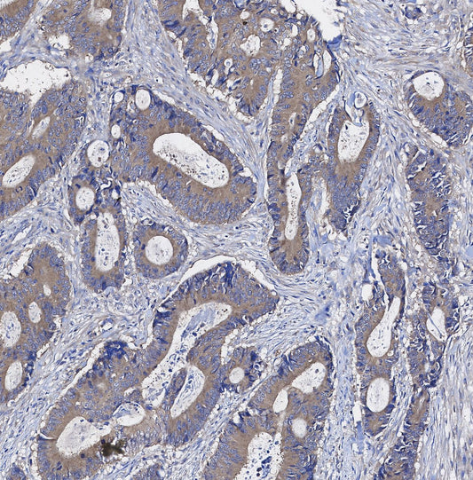 MTCO1 Antibody