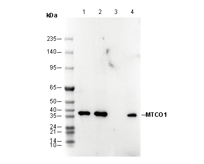 MTCO1 Antibody