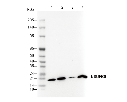 NDUFB8 Antibody