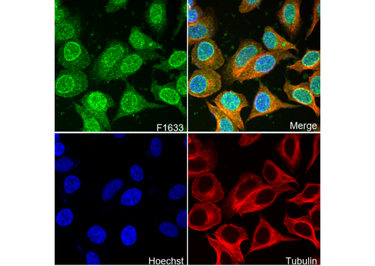 NDUFS3 Antibody