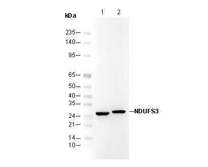 NDUFS3 Antibody