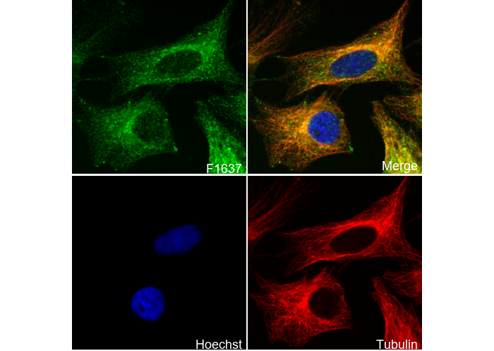 ERK2 Antibody