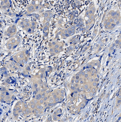 ERK2 Antibody
