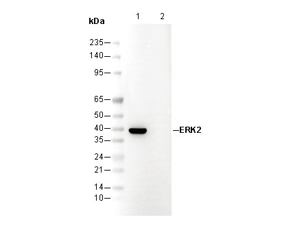 ERK2 Antibody