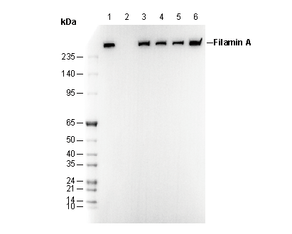 Filamin A Antibody