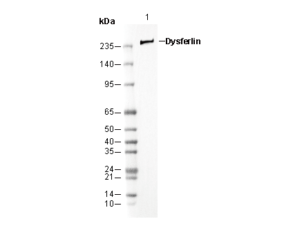Dysferlin Antibody
