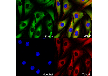 PABP1 Antibody