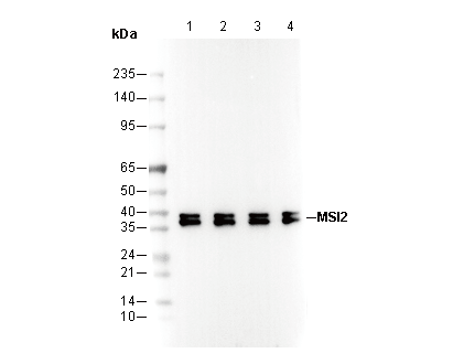 MSI2 Antibody