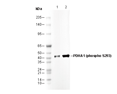 Phospho-PDHA1 (Ser293) Antibody