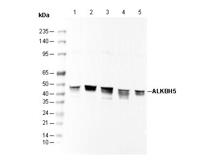 ALKBH5 Antibody