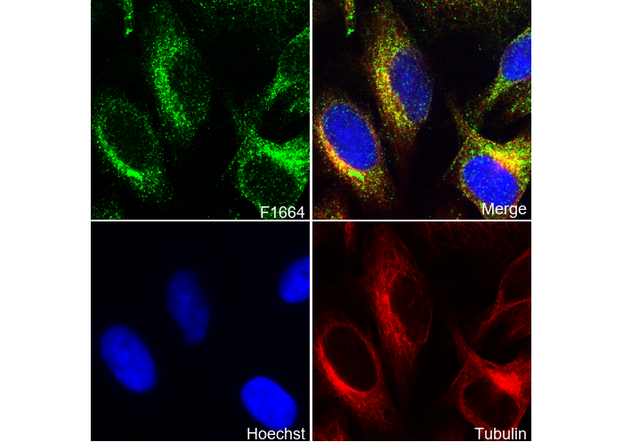 Peroxiredoxin 2/PRP Antibody