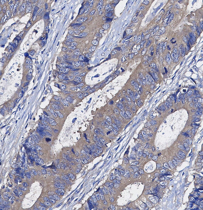 DUSP6 Antibody