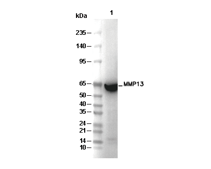 MMP13 Antibody