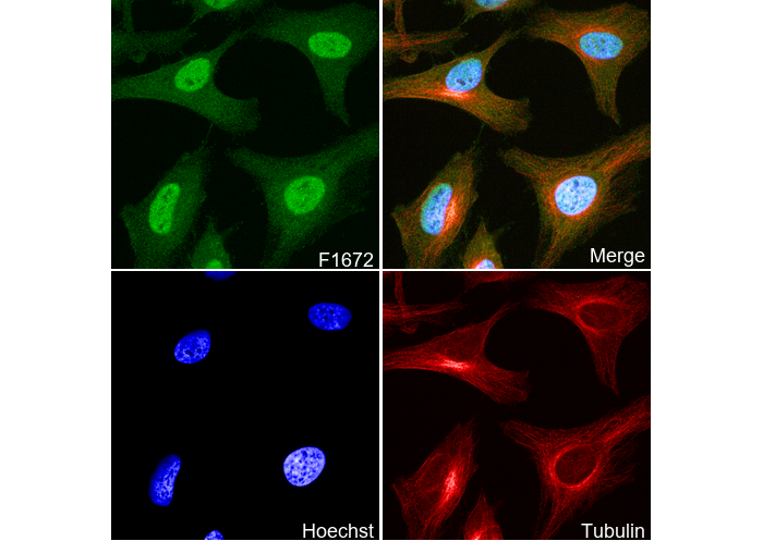 TRF2 Antibody