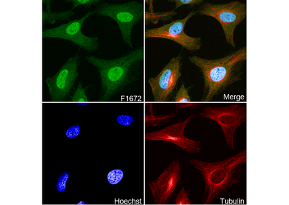 TRF2 Antibody