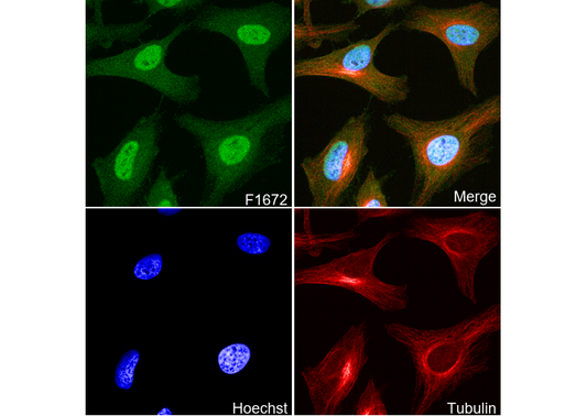 TRF2 Antibody