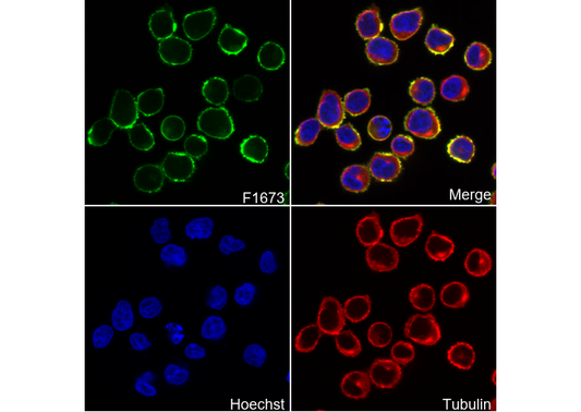 CD20 Antibody
