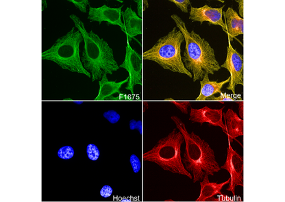 β IV Tubulin Antibody