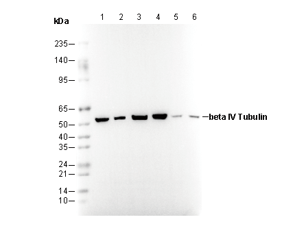 β IV Tubulin Antibody