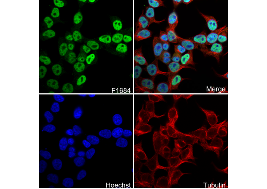 SATB2 Antibody