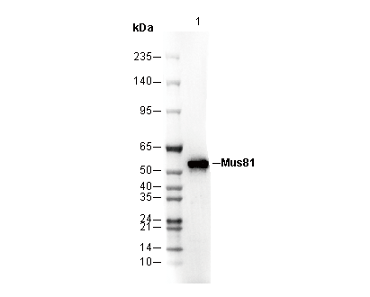 Mus81 Antibody