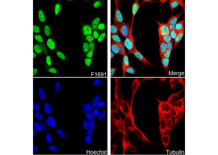 Islet 1 Antibody