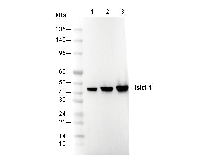 Islet 1 Antibody