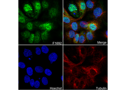 YAP1 (active) Antibody
