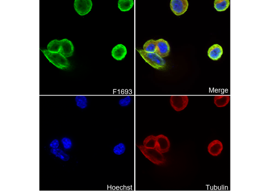 L1CAM Antibody