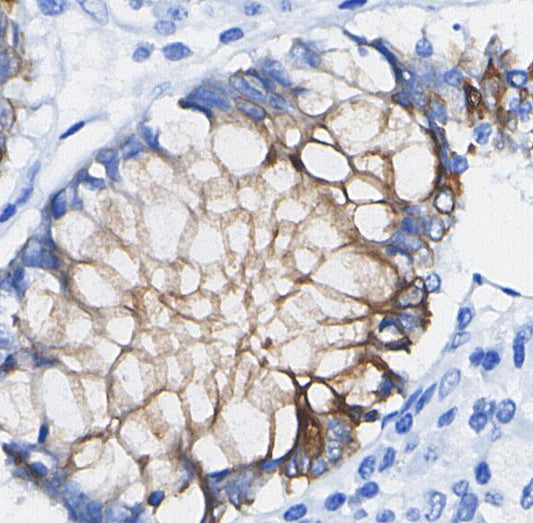 Integrin α2 Antibody