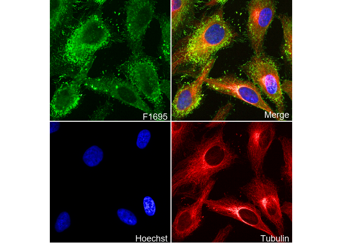 Ezrin Antibody