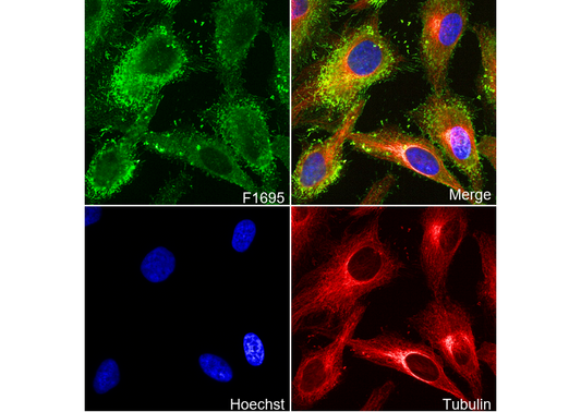 Ezrin Antibody
