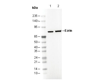 Ezrin Antibody