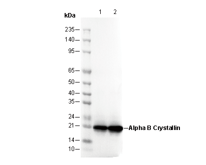 α Crystallin B Antibody